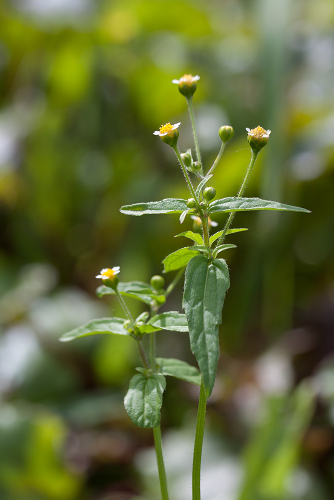 Изображение особи Galinsoga parviflora.