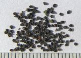 Petrorhagia saxifraga