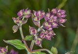 Origanum vulgare. Распускающееся соцветие. Молдова, Криулянский р-н, окр. с. Бутучены. 14.06.2015.