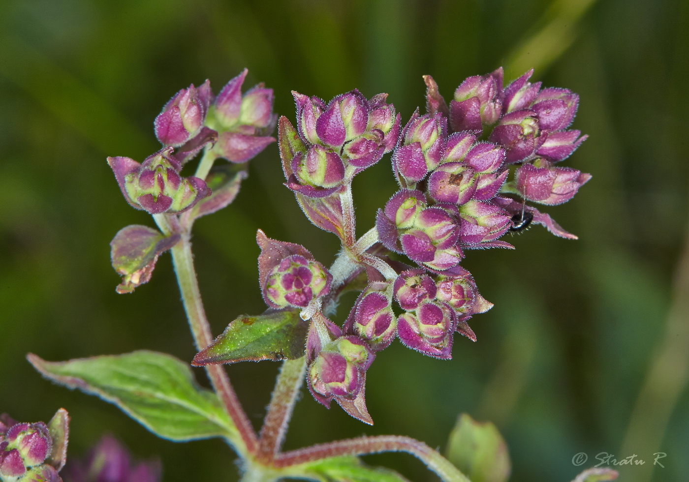 Изображение особи Origanum vulgare.