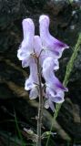 Aconitum leucostomum. Верхушка соцветия. Республика Алтай, Семинский хр. 3 августа 2005 г.