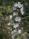 View full-size image Echium vulgare