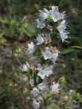 Echium vulgare