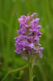 Dactylorhiza baltica