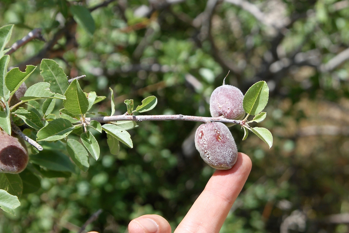 Image of Amygdalus bucharica specimen.