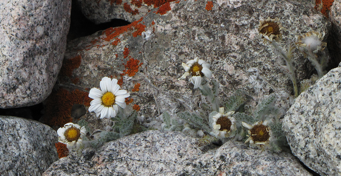 Изображение особи Richteria leontopodium.
