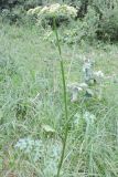 Heracleum sibiricum