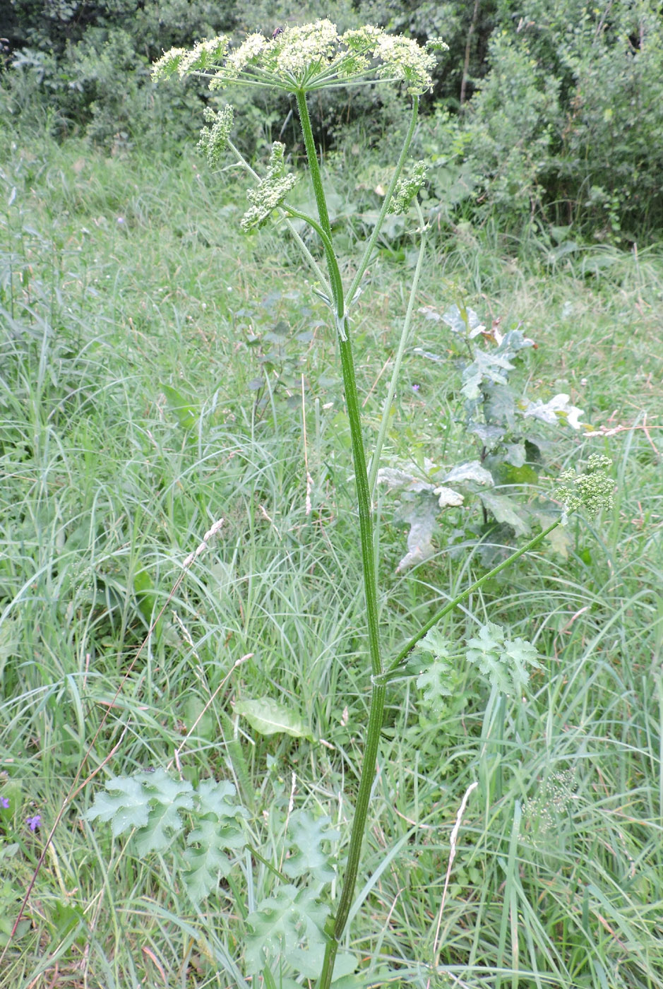 Изображение особи Heracleum sibiricum.
