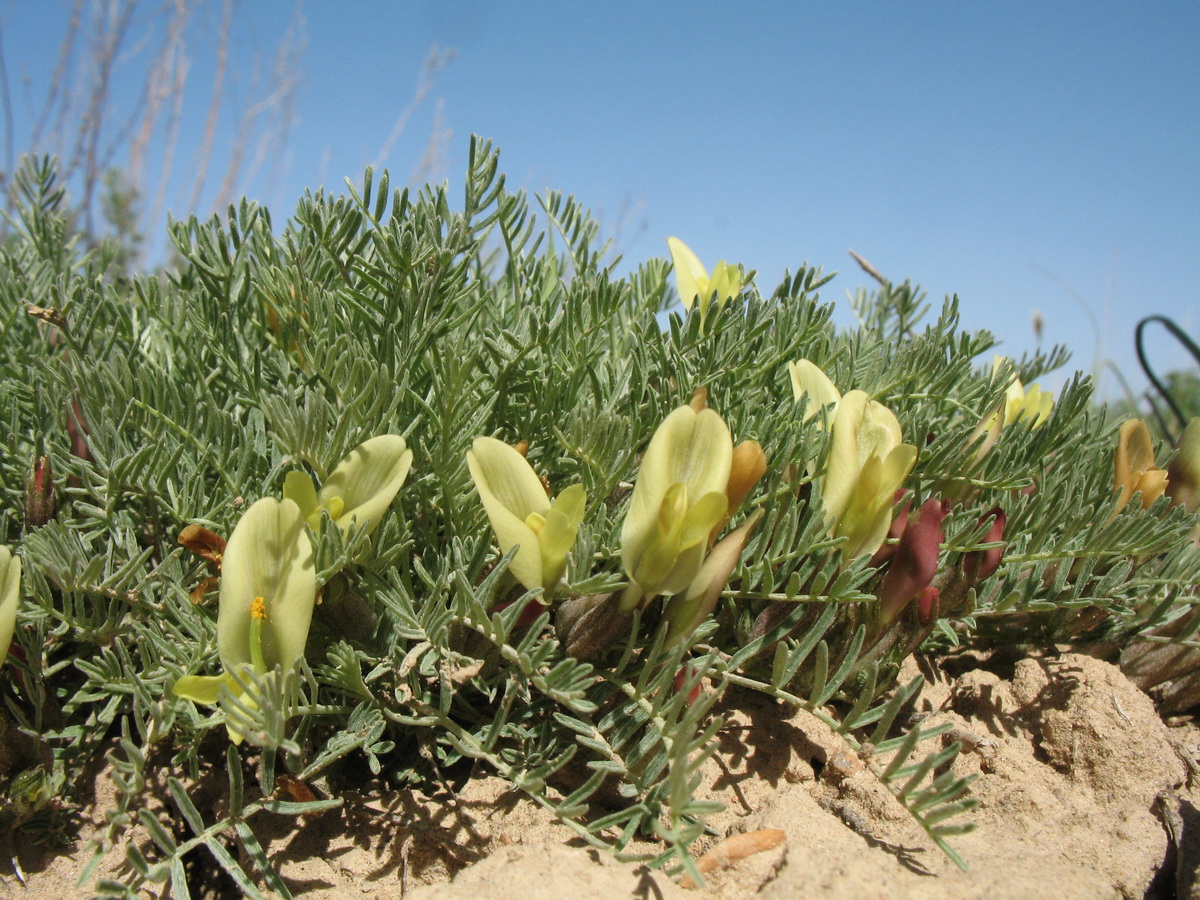 Изображение особи Astragalus dianthus.