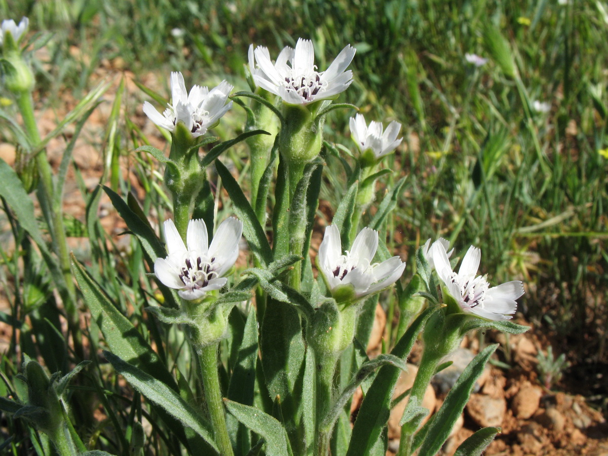 Image of Epilasia mirabilis specimen.