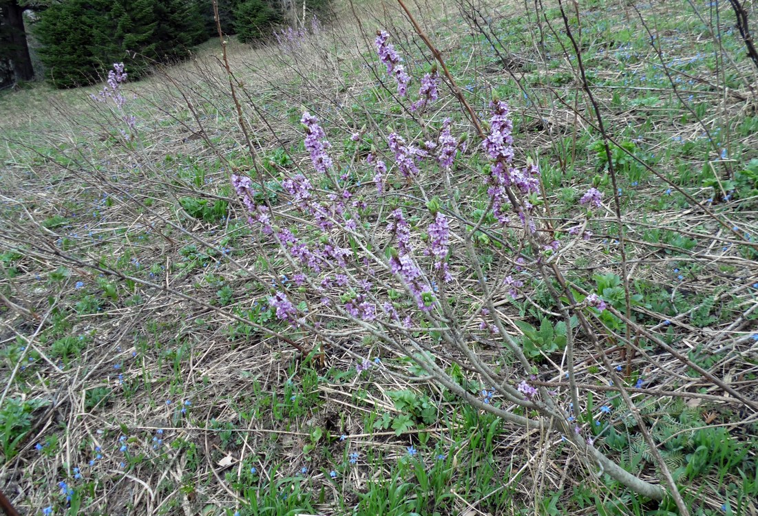 Image of Daphne mezereum specimen.