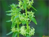 Cruciata glabra