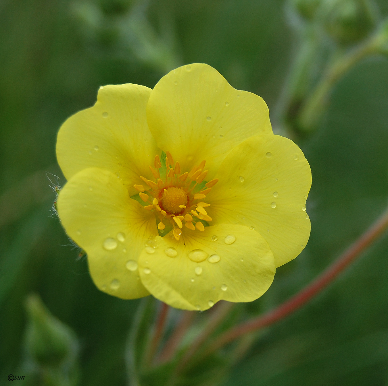 Image of Potentilla recta ssp. pilosa specimen.