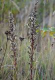 Solidago virgaurea. Верхушки плодоносящих растений. Ленинградская обл., Всеволожский р-н, окр. пос. Мурино, железнодорожная станция Девяткино. 10.10.2009.