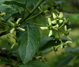 Euonymus europaeus