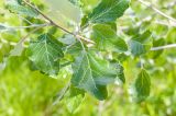 Populus alba