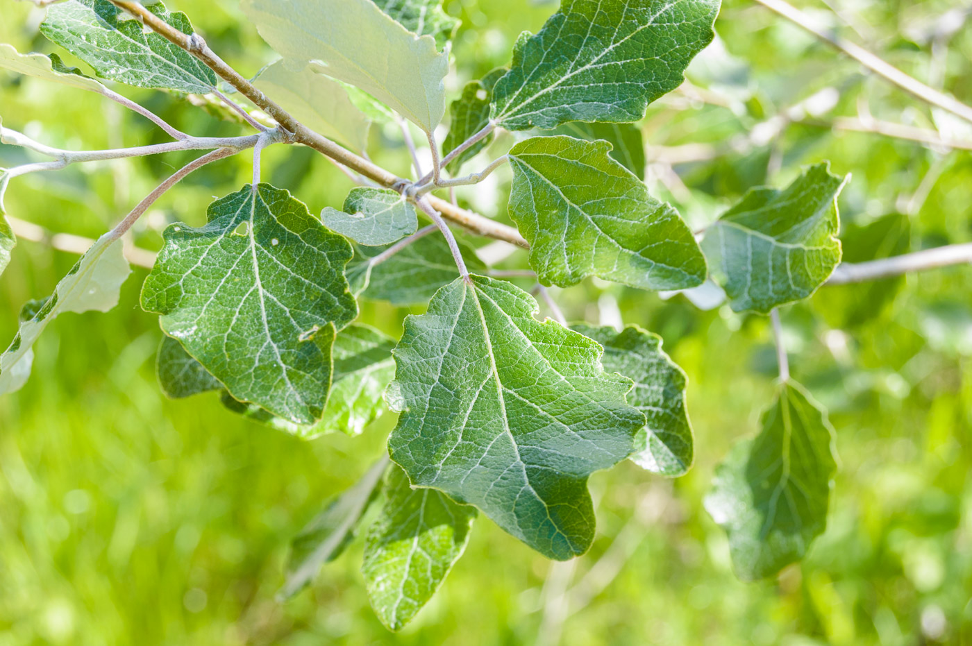 Изображение особи Populus alba.