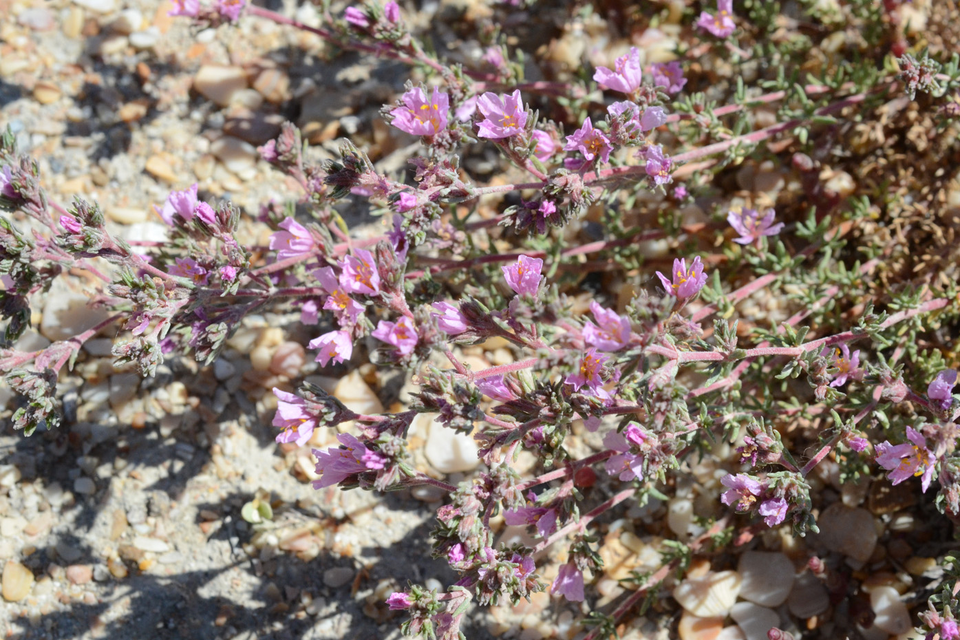 Image of Frankenia hirsuta specimen.