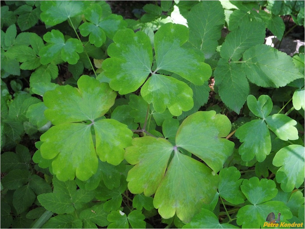 Image of Aquilegia vulgaris specimen.