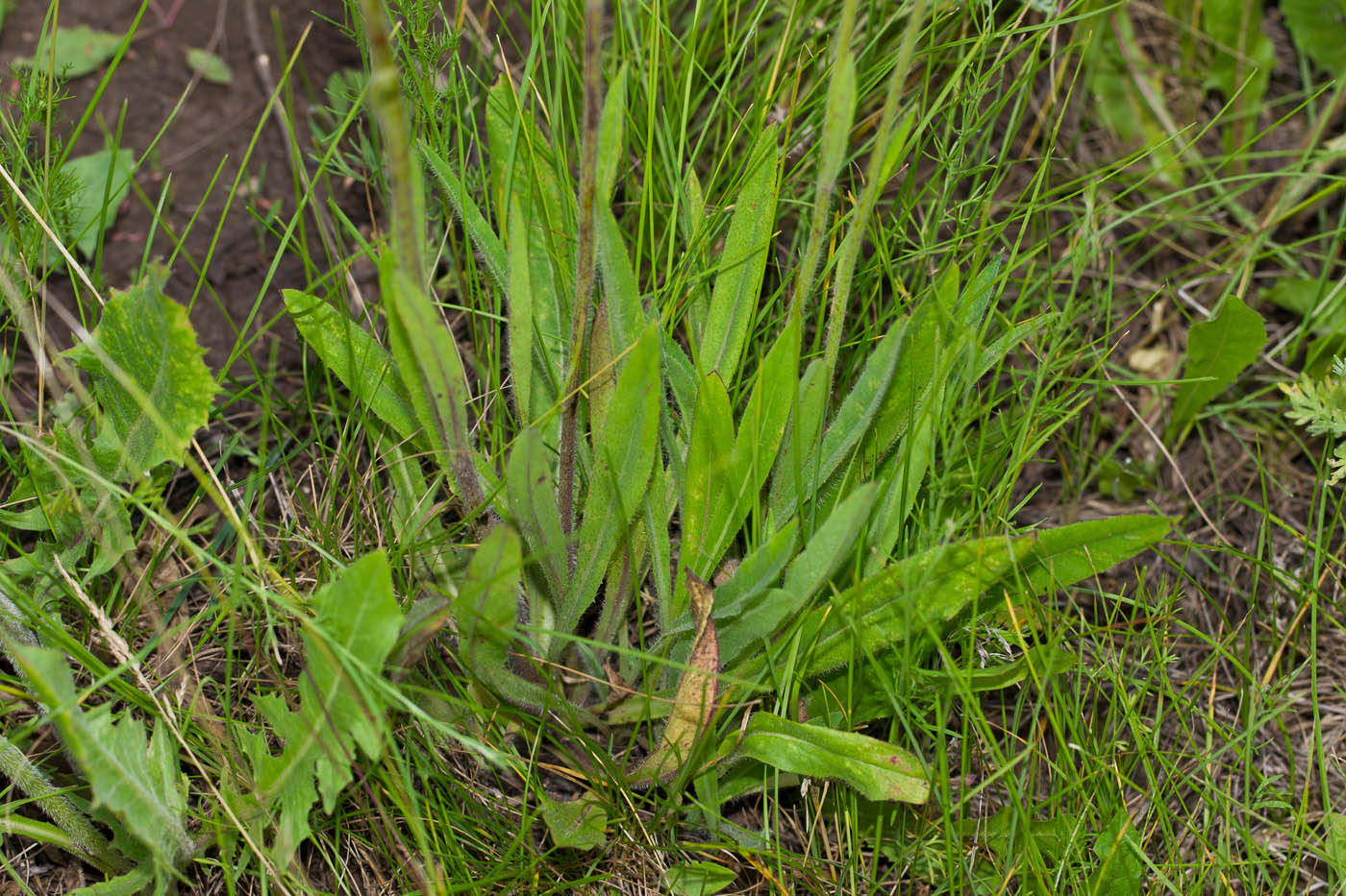 Image of genus Pilosella specimen.