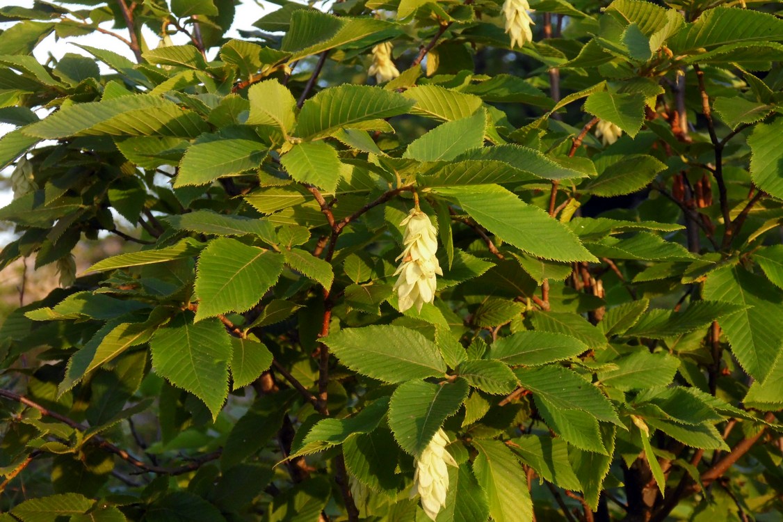 Image of Ostrya carpinifolia specimen.