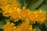 Inula germanica