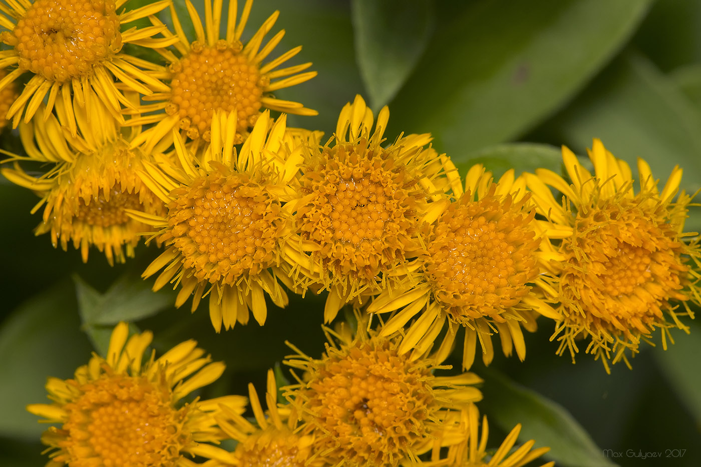 Изображение особи Inula germanica.