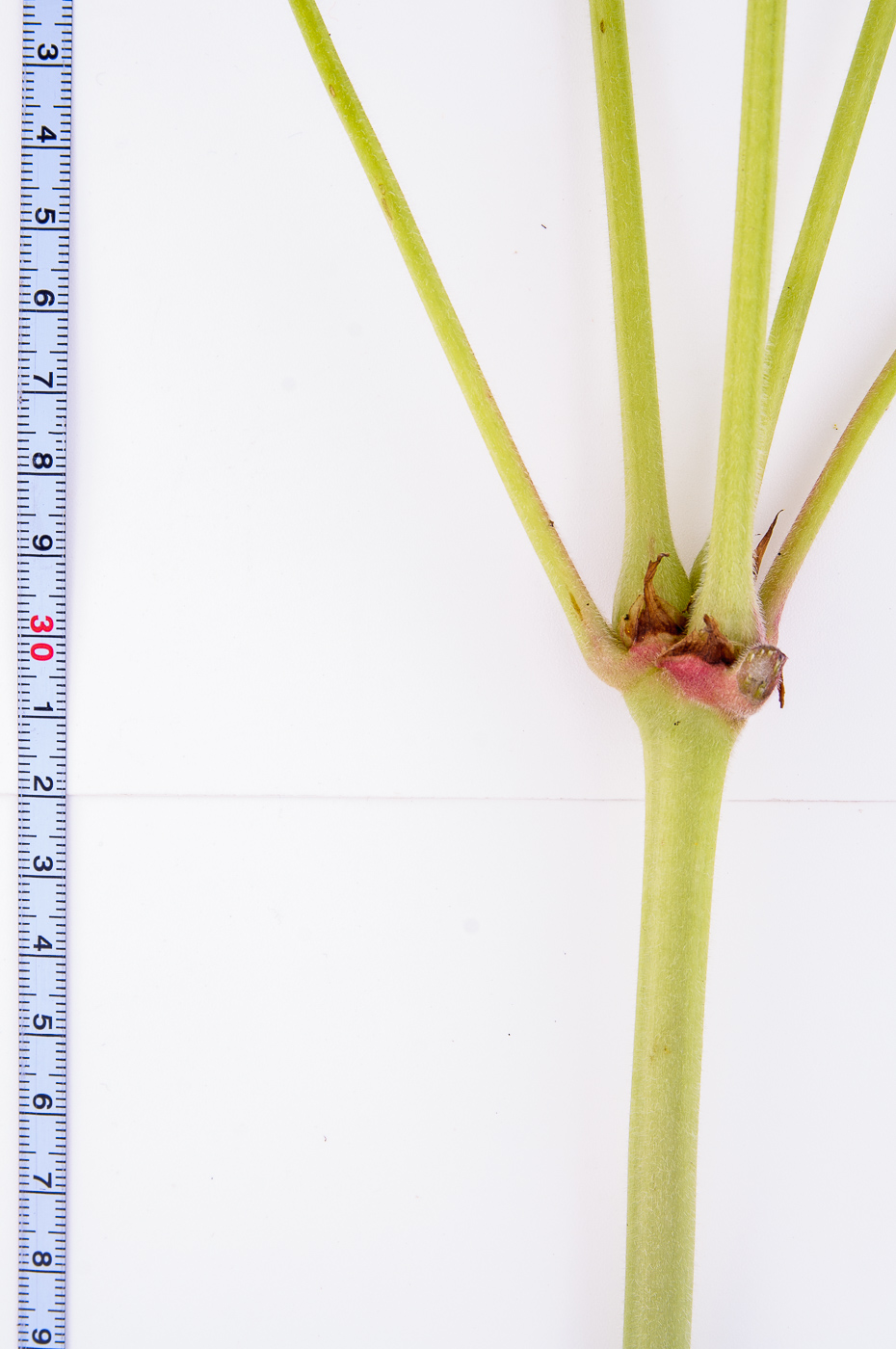Image of Geranium pratense specimen.