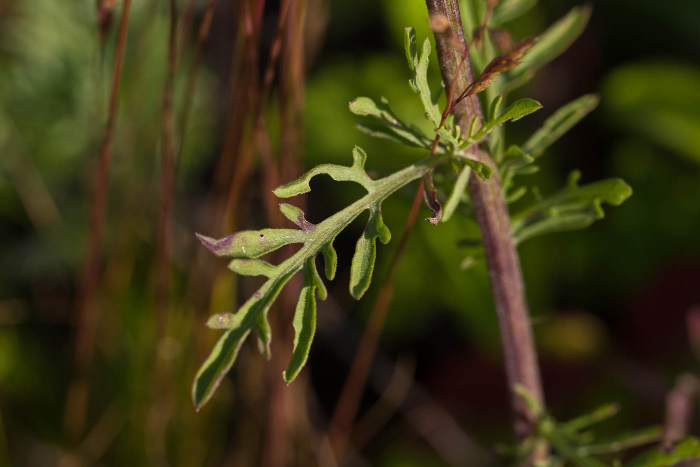 Image of Centaurea scabiosa specimen.