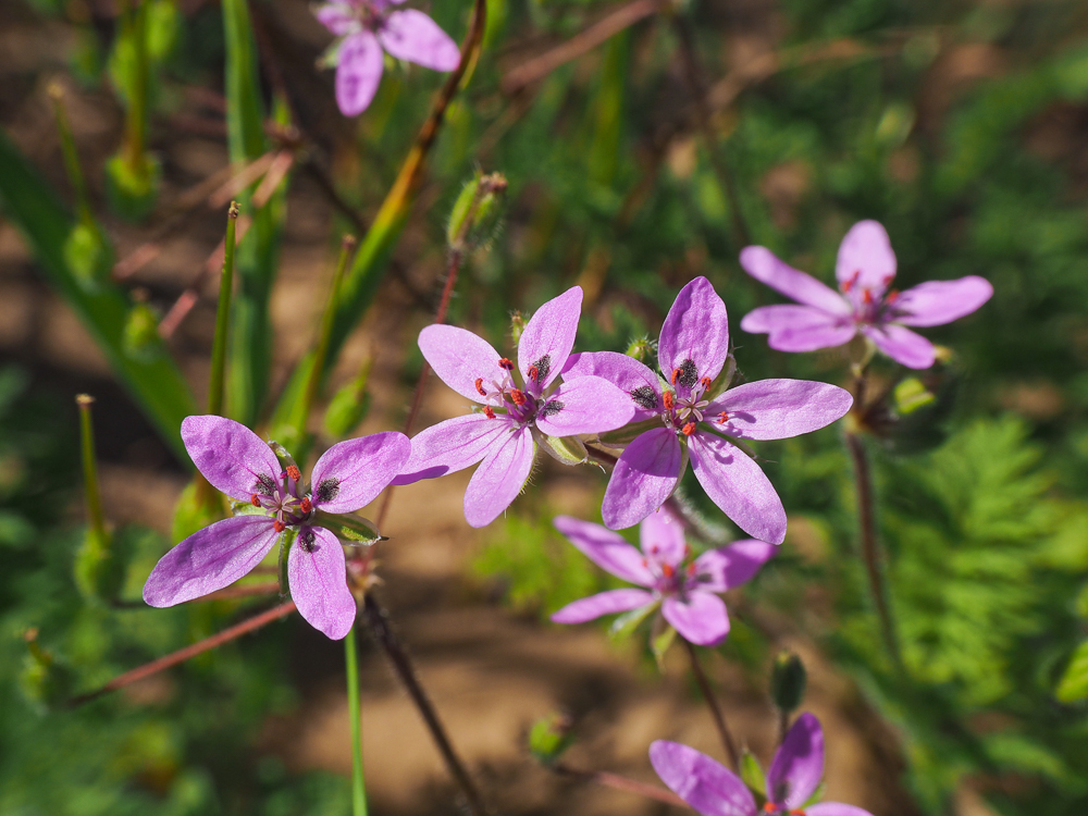 Изображение особи Erodium cicutarium.