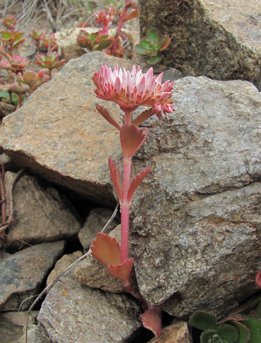 Изображение особи Sedum spurium.