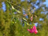 Lathyrus tuberosus