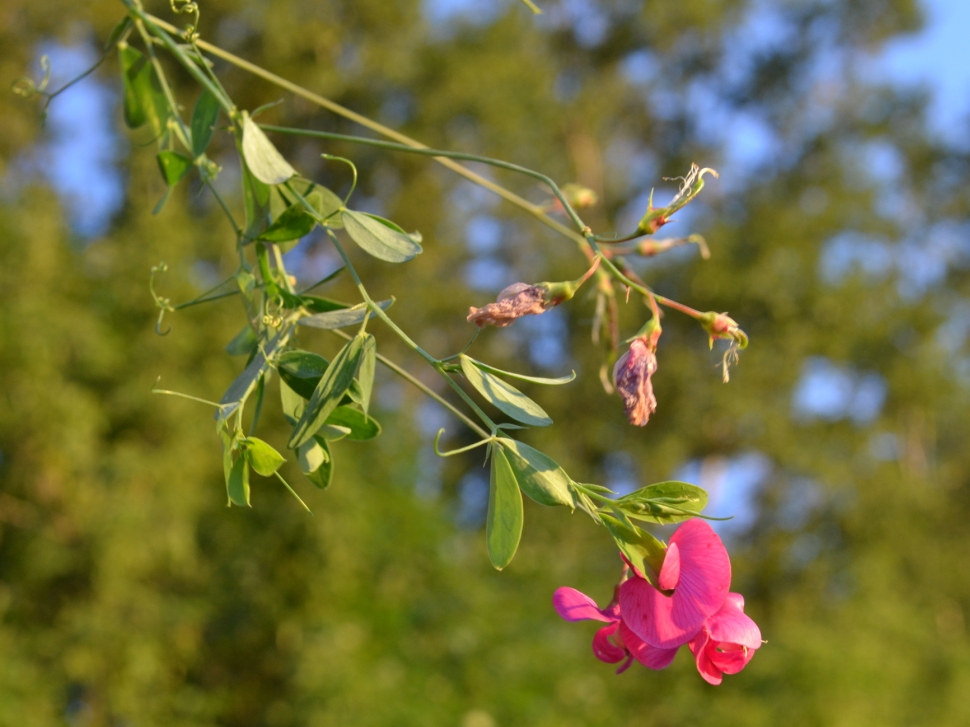 Image of Lathyrus tuberosus specimen.