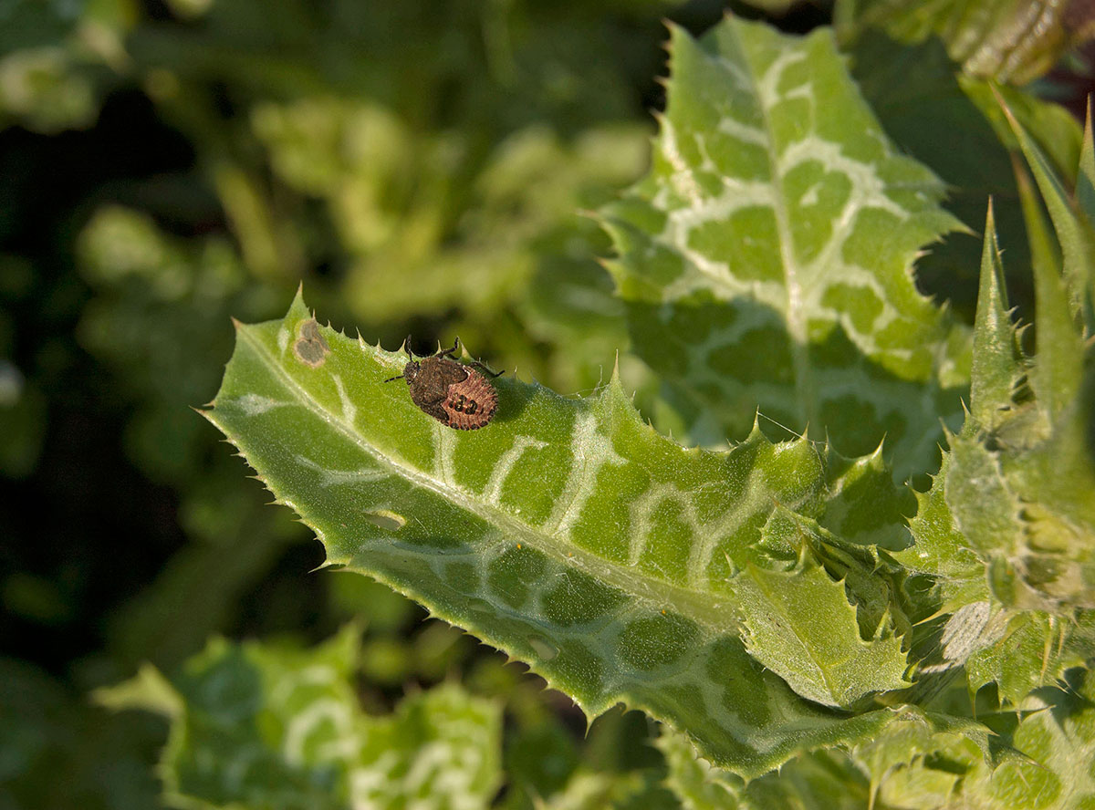 Image of Silybum marianum specimen.