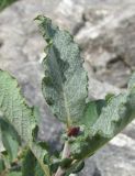 genus Salix. Верхушка побега. Кабардино-Балкария, Эльбрусский р-н, долина р. Юсеньги, ок. 2500 м н.у.м., каменистое место близ р. Юсеньги. 25.08.2017.