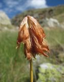 Trifolium polyphyllum. Соплодие. Кабардино-Балкария, Эльбрусский р-н, долина р. Адылсу, ок. 2450 м н.у.м., субальпийский луг. 23.08.2017.