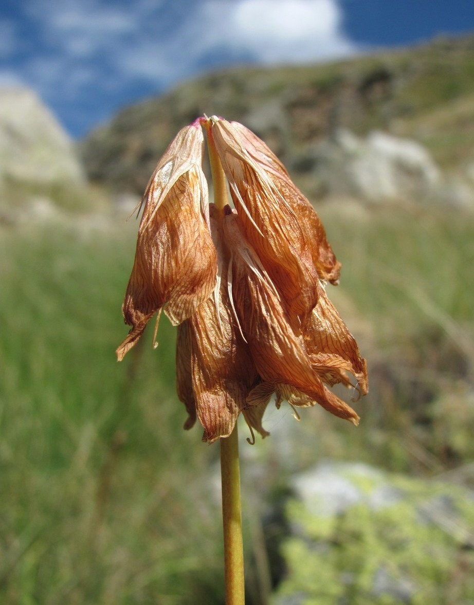 Изображение особи Trifolium polyphyllum.