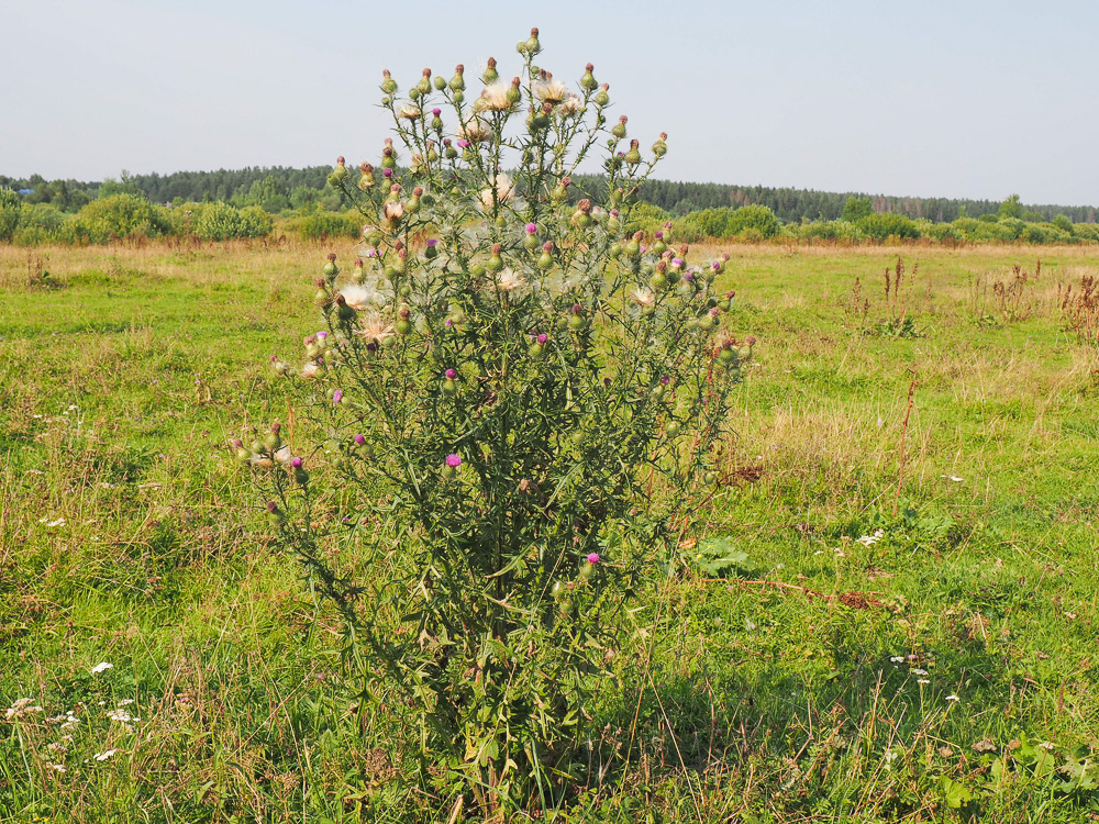 Image of Cirsium vulgare specimen.