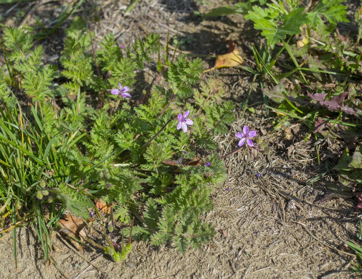 Изображение особи Erodium cicutarium.