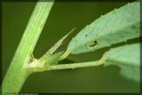 Melilotus dentatus. Прилистник и нижняя часть стеблевого листа. Республика Татарстан, Актанышский район, долина р. Сюнь, 27.07.2008.