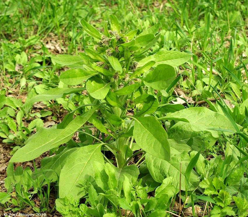 Изображение особи Solenanthus biebersteinii.