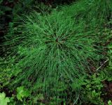 Equisetum sylvaticum