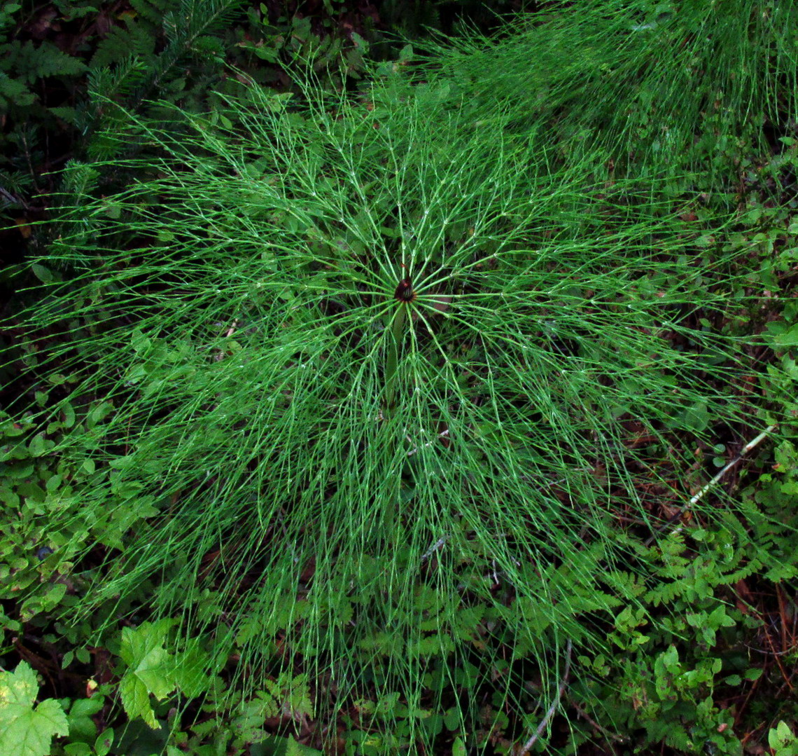 Изображение особи Equisetum sylvaticum.