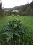 Heracleum dissectum
