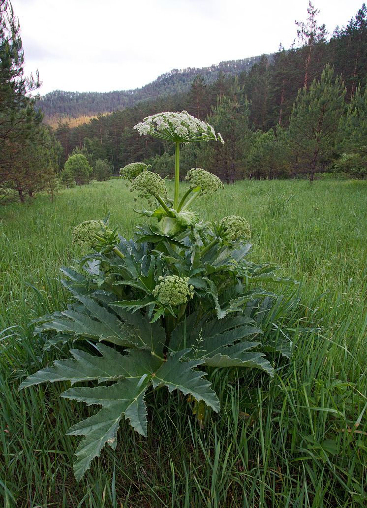 Изображение особи Heracleum dissectum.