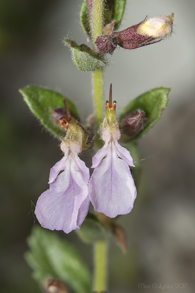 Image of Teucrium chamaedrys specimen.