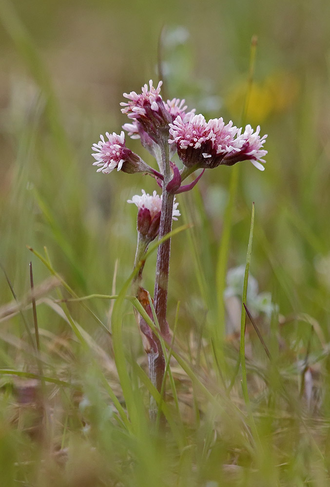 Image of Petasites frigidus specimen.