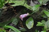 familia Gesneriaceae. Побег с цветком. Южный Китай, провинция Хунань, парк Zhangjiajie National Forest Park, лес. 6 октября.