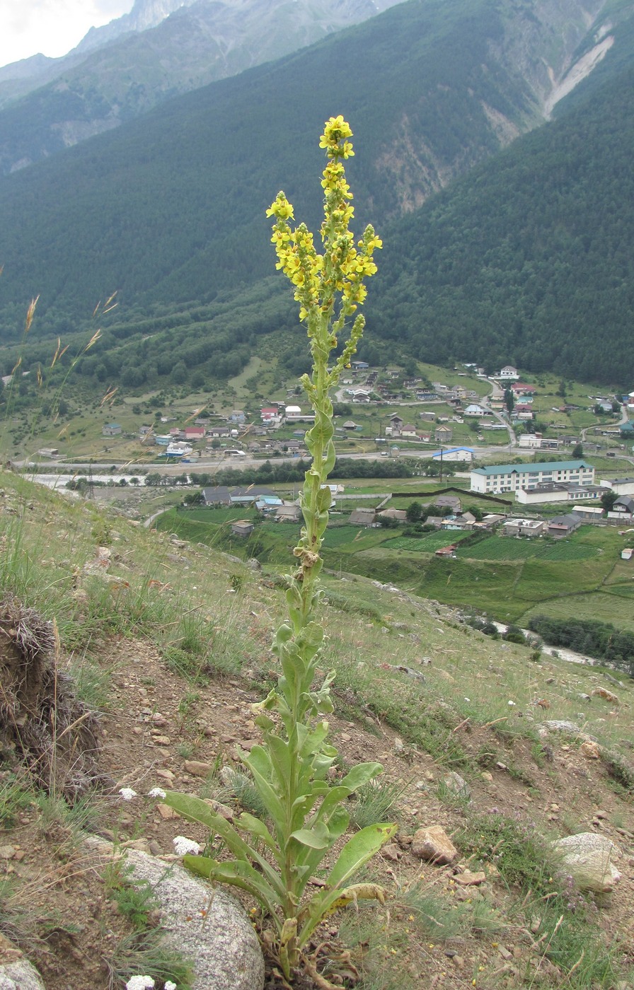 Изображение особи род Verbascum.