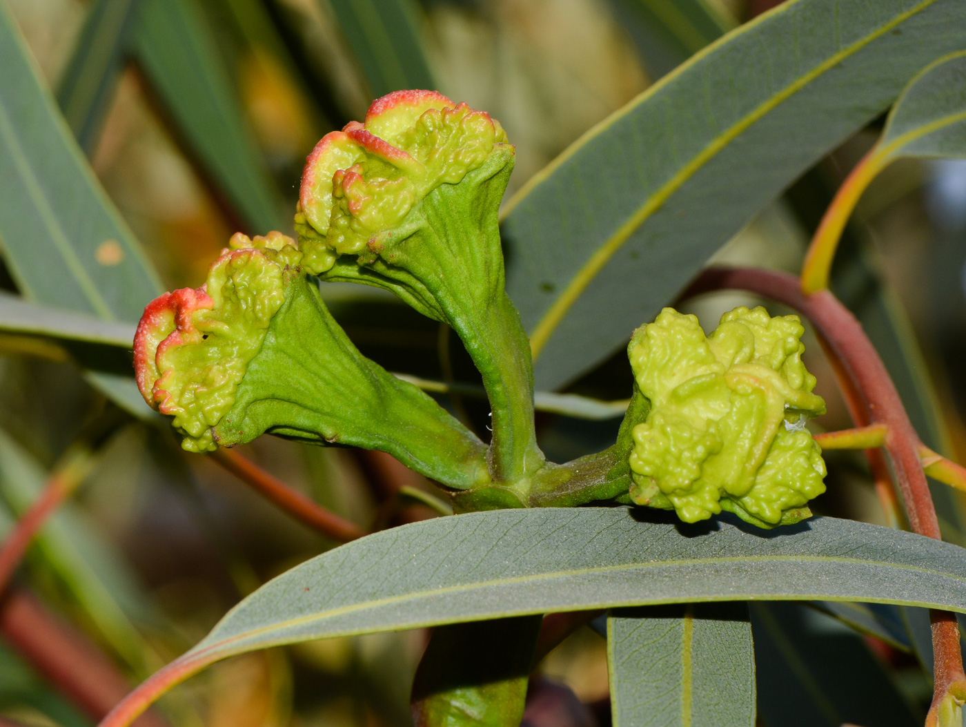 Изображение особи Eucalyptus erythrocorys.